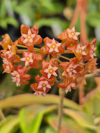 Hoya ilagiorum