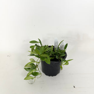 Hoya 'Mini Pixie' [#2371]