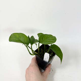 Philodendron tenue aff.