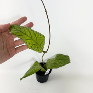 Hoya meredithii [#1722]