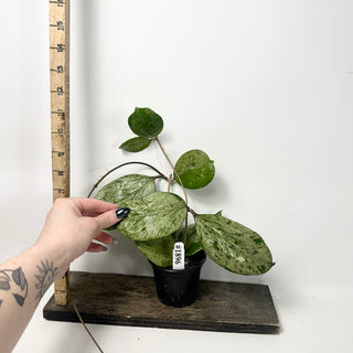 Hoya 'Michele' (Splash) [#1896]