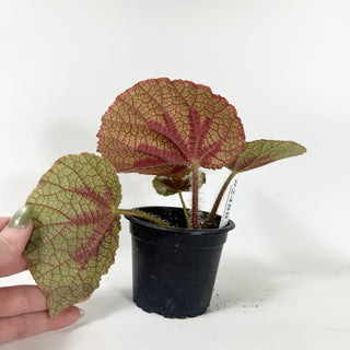 Begonia lanternaria [#2488]