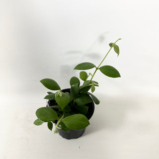 Hoya aeschynanthoides [#1596]