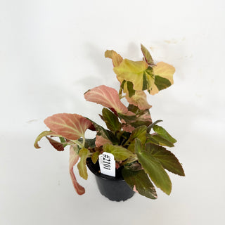 Begonia ‘Withlacoochee’ (Variegated) [#2101]