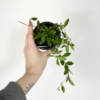 Hoya 'Mini Pixie' [#2279]