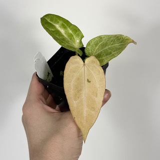 Anthurium 'Jean-Claude Van Damme' x 'Arnold Schwarzenegger' [#2088]