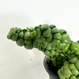 Dischidia nummularia "Dragon Jade" [#1989]