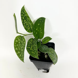 Z-5215 - Scindapsus pictus "Green Form" (Hassk)