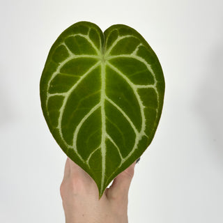 Anthurium magnificum verde x 'Silver Blush' [#1611]