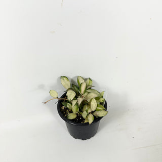 Hoya lacunosa minara [#1723]