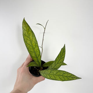 Hoya sp. Cobra [#1797]