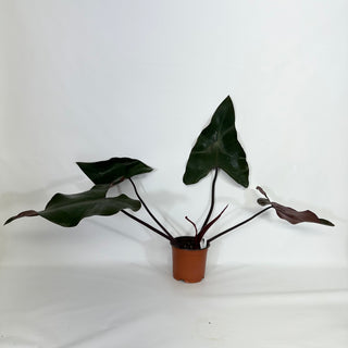 Philodendron 'Dark Lord' (Non-TC) [#1157]