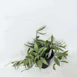 Hoya lacunosa 'Moonlight' [#2333]