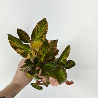 Begonia ‘Withlacoochee’ (Variegated) [#2103]