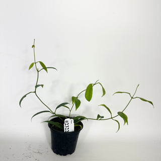 Hoya megalantha [#2322]