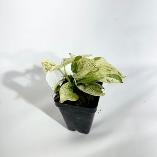 Z-4934 - Scindapsus pictus ‘Mangurai’ variegated