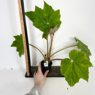 Begonia 'Ricinifolia' [#2127]