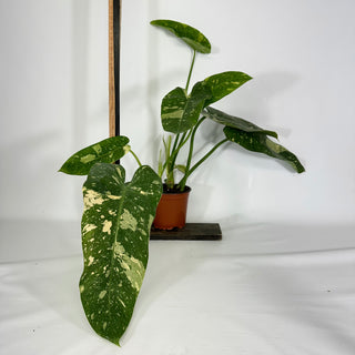 Philodendron 'Jose Buono' "Texas Form" (Non-TC) [#1162]