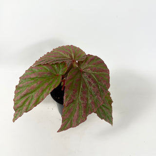 Begonia "Crazy Pink" [#1910]