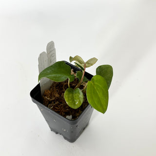 Anthurium 'Not The Mama'/forgetii x 'Amelia's Delight' [#1674]
