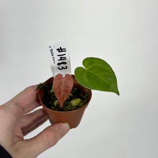 Anthurium carlablackiae x 'Delta Force' - Seedling [#1483]