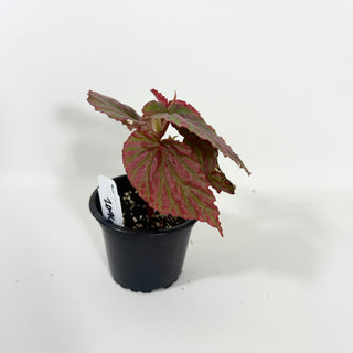 Begonia "Crazy Pink" [#2096]