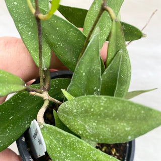 Hoya scortechinii