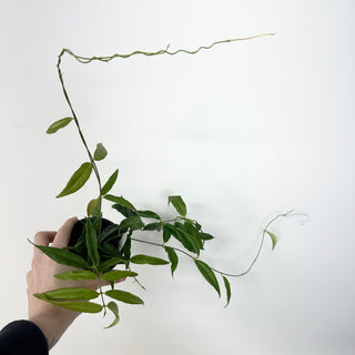 Hoya megalantha [#2287]