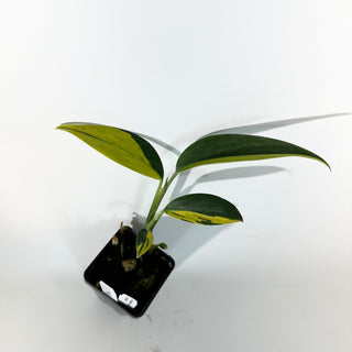 Z-5299 - Scindapsus coriaceus variegated