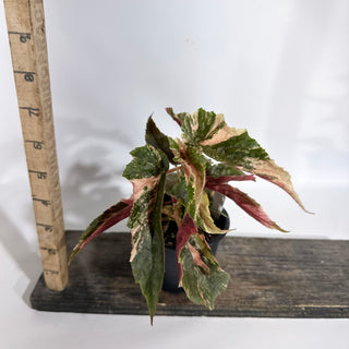 Begonia 'Ginny Galaxy' [#1871]