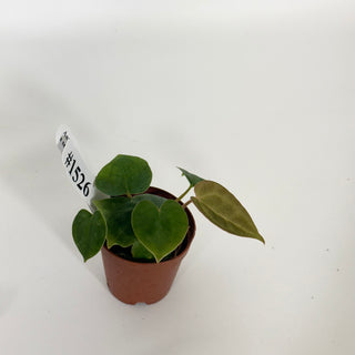 Anthurium 'Contessa' x self - 3 Seedlings [#1526]