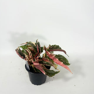 Begonia 'Ginny Galaxy' [#2062]