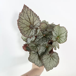 Begonia 'Desperado' [#2123]