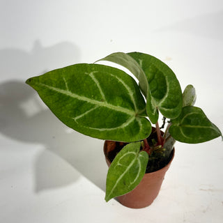 Z-5020 - Anthurium 'Tezula Dreamweaver'/dorayaki x 'Chuck Norris' - Seedling