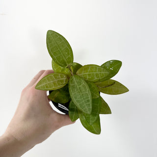 Hoya elliptica [#1808]