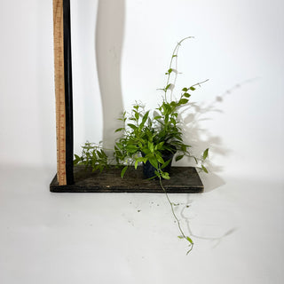 Hoya microdwarf (NS 12-323) [#2146]