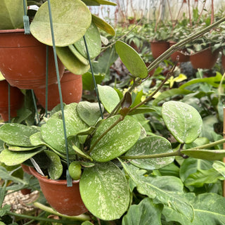 Hoya obovata "Splash"