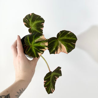 Begonia soli-mutata (variegated) [#2267]