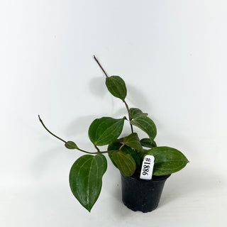 Hoya latifolia (Sarawak Cream) [#1886]
