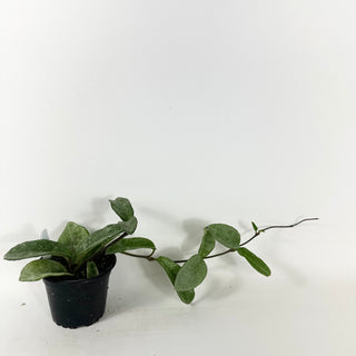 Hoya carnosa 'Grey Ghost' [#1887]