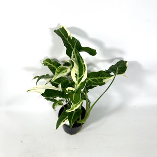 Syngonium T25 [#2164]