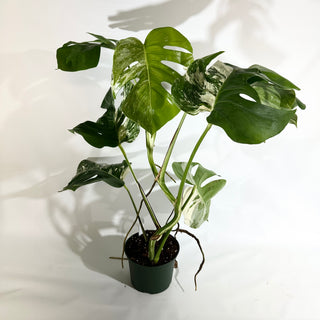 Monstera deliciosa var. borsigiana albo-variegata [#1964]
