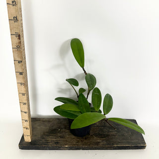 Hoya revolubilis [#2320]