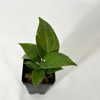 Anthurium Wu papillilaminum x 'Arnold Schwarzenegger' [#1719]