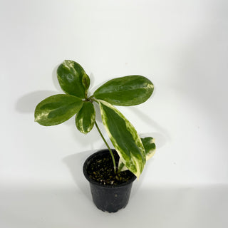 Hoya incrassata 'Eclipse' [#1585]