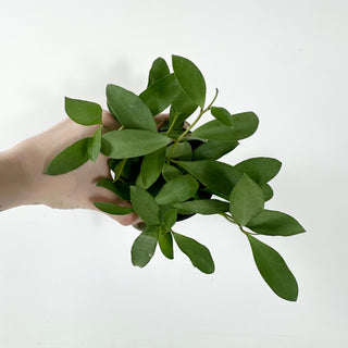 Hoya nummularioides (silver)