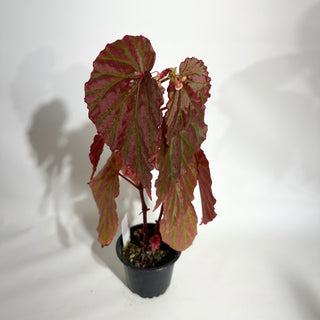 Begonia "Crazy Pink" [#1892]
