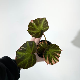 Begonia soli-mutata (variegated) [#2241]