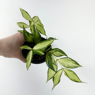 Hoya polyneura (inner variegated) [#1776]