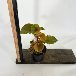 Z-4545 - Begonia cucullata (variegated)